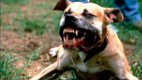 pitbul
