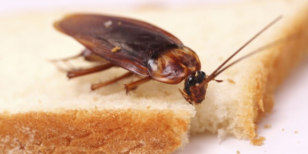 roach