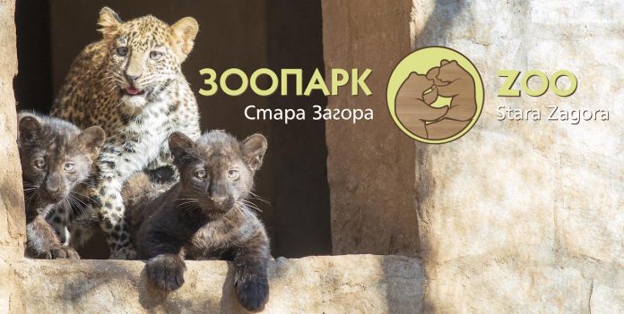 zoo_panterki