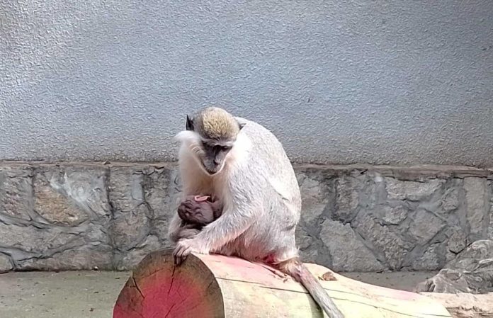 zoo_maimunche_novorodeno