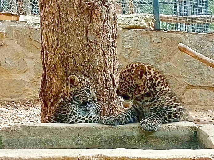 novi_leopardcheta