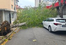 Вятърът изкорени огромно дърво пред здравно заведение в Стара Загора